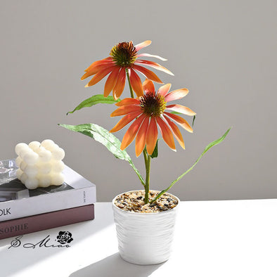Beyond Coneflower pot