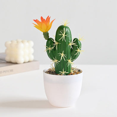 Beyond Cacti Plant