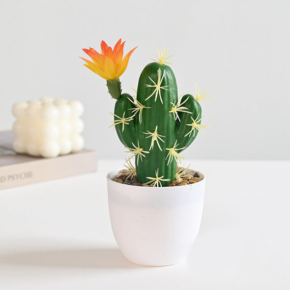 Beyond Cacti Plant