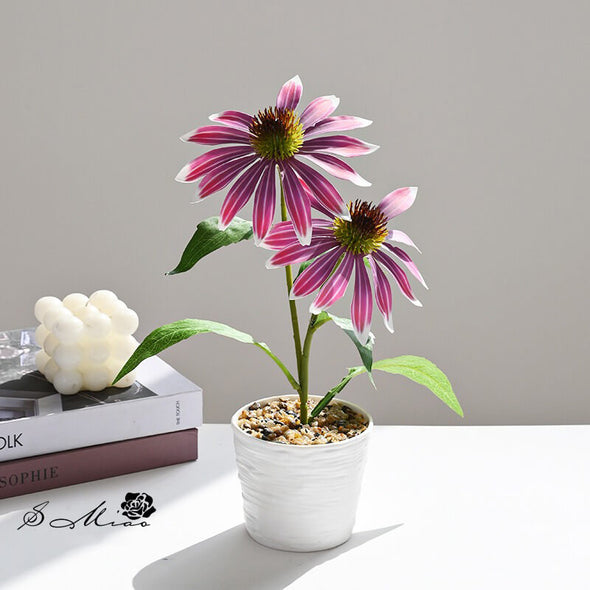 Beyond Coneflower pot
