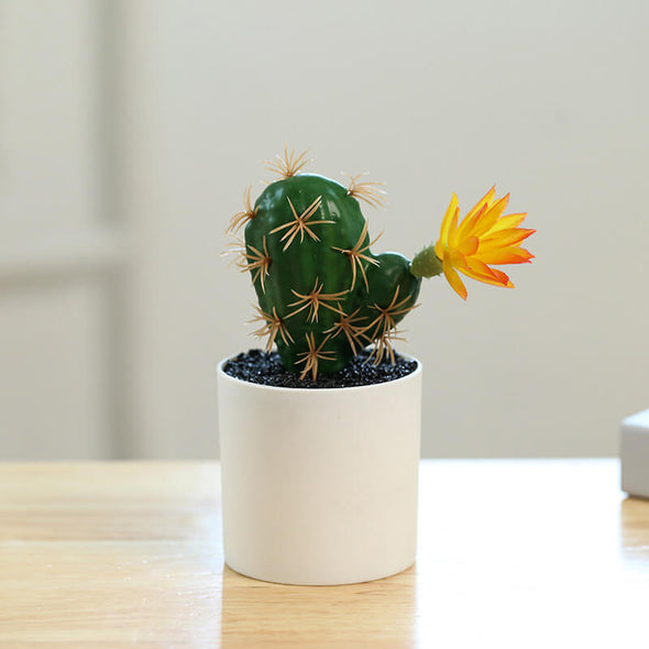 Beyond Cacti Plant