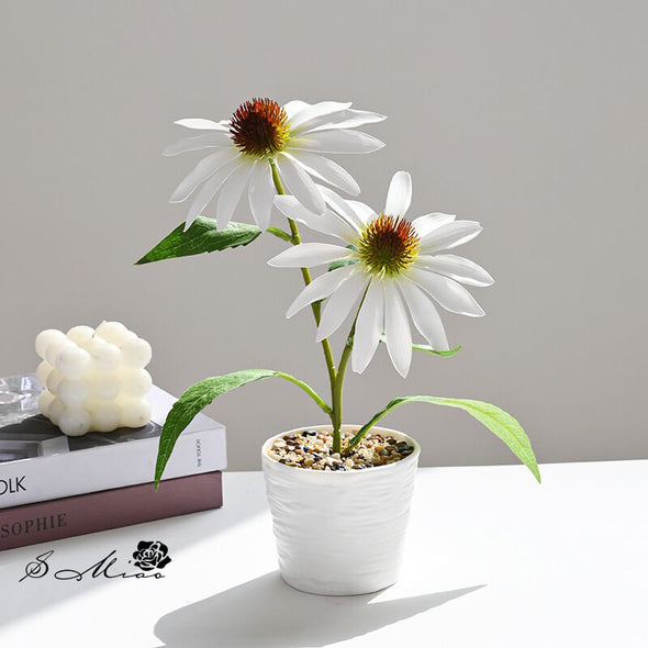 Beyond Coneflower pot