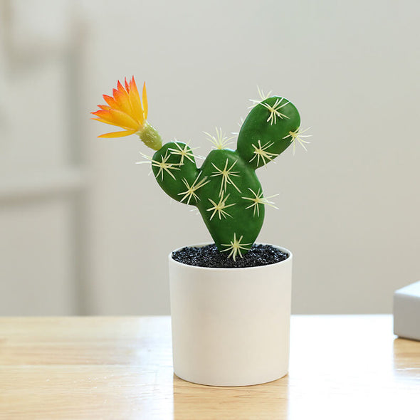 Beyond Cacti Plant