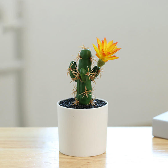 Beyond Cacti Plant