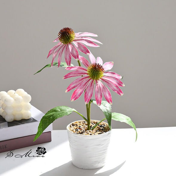Beyond Coneflower pot