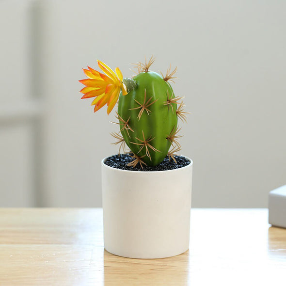 Beyond Cacti Plant