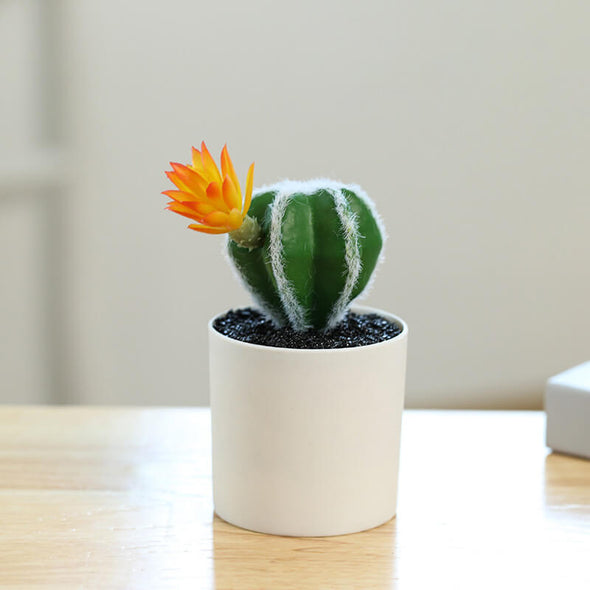 Beyond Cacti Plant