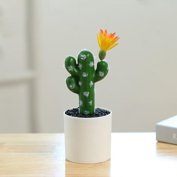 Beyond Cacti Plant