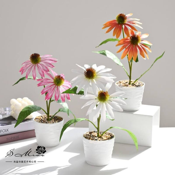 Beyond Coneflower pot