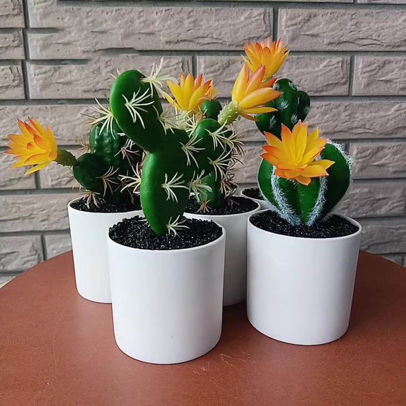 Beyond Cacti Plant