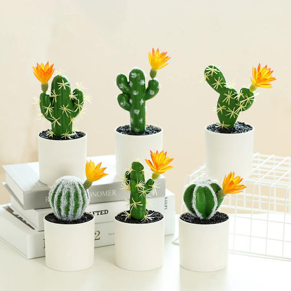 Beyond Cacti Plant